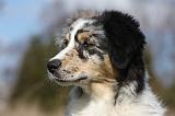 BERGER AUSTRALIEN PUPPIES 411